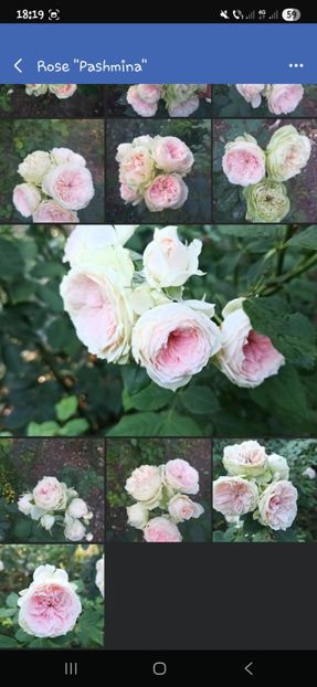  - Trandafirii disponibili 2023 -album in lucru