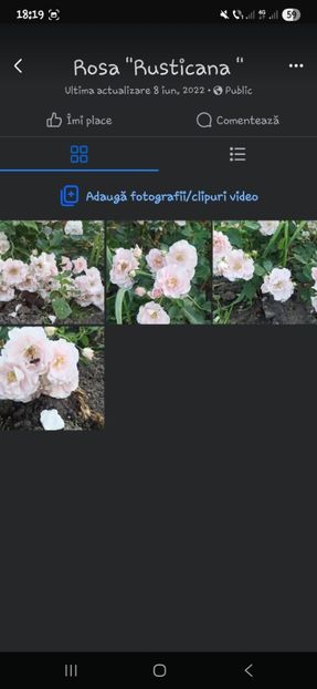  - Trandafirii disponibili 2023 -album in lucru