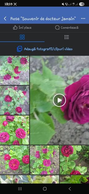  - Trandafirii disponibili 2023 -album in lucru