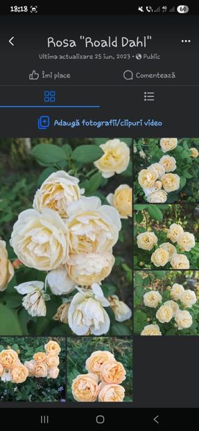 - Trandafirii disponibili 2023 -album in lucru