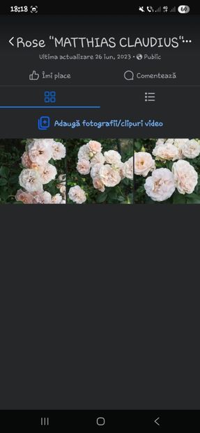  - Trandafirii disponibili 2023 -album in lucru