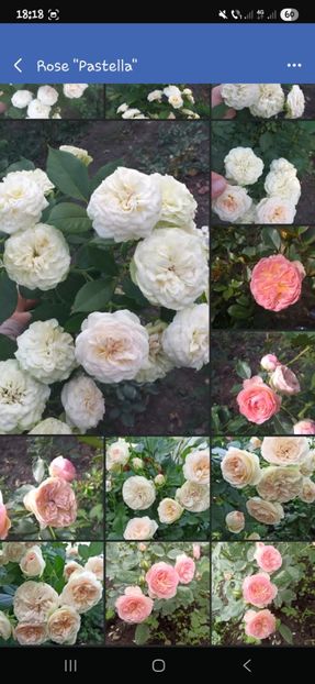  - Trandafirii disponibili 2023 -album in lucru