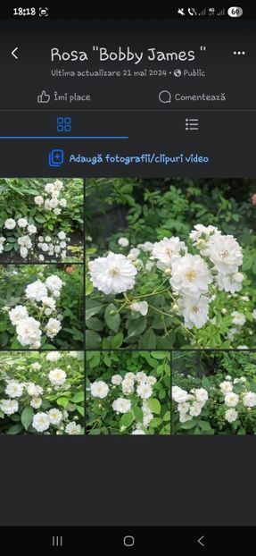  - Trandafirii disponibili 2023 -album in lucru