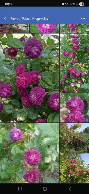  - Trandafirii disponibili 2023 -album in lucru