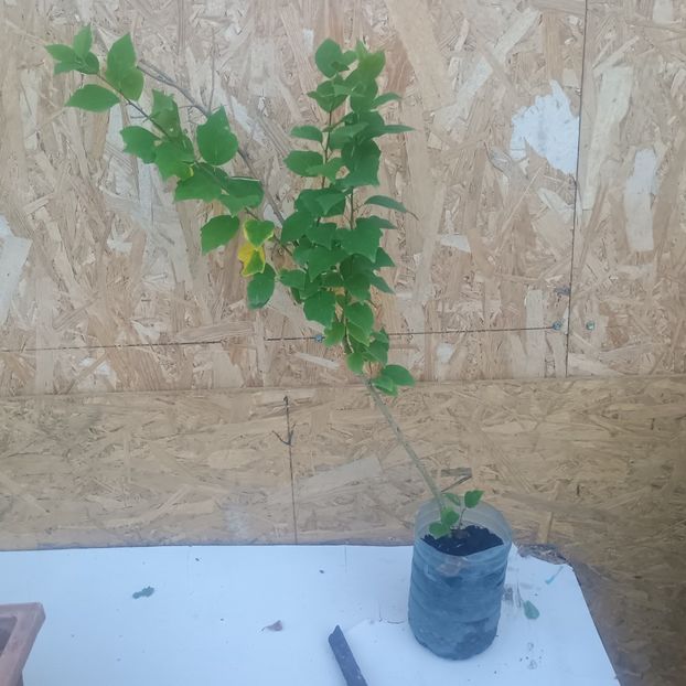 Quadrania tricuspidata 30lei - aaPlante fructifere disponibile