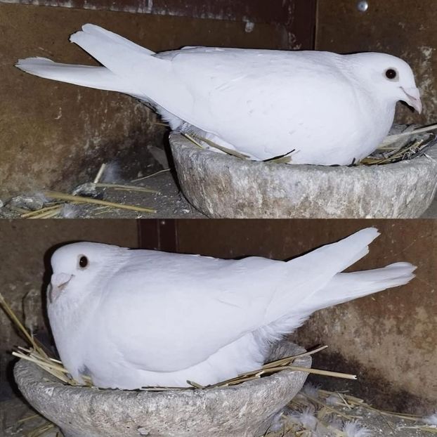  - Nu îmi aparțin 10