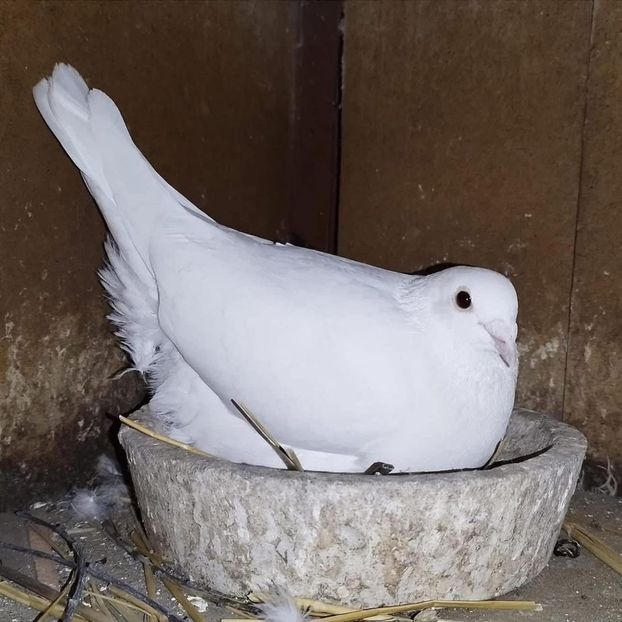  - Nu îmi aparțin 10