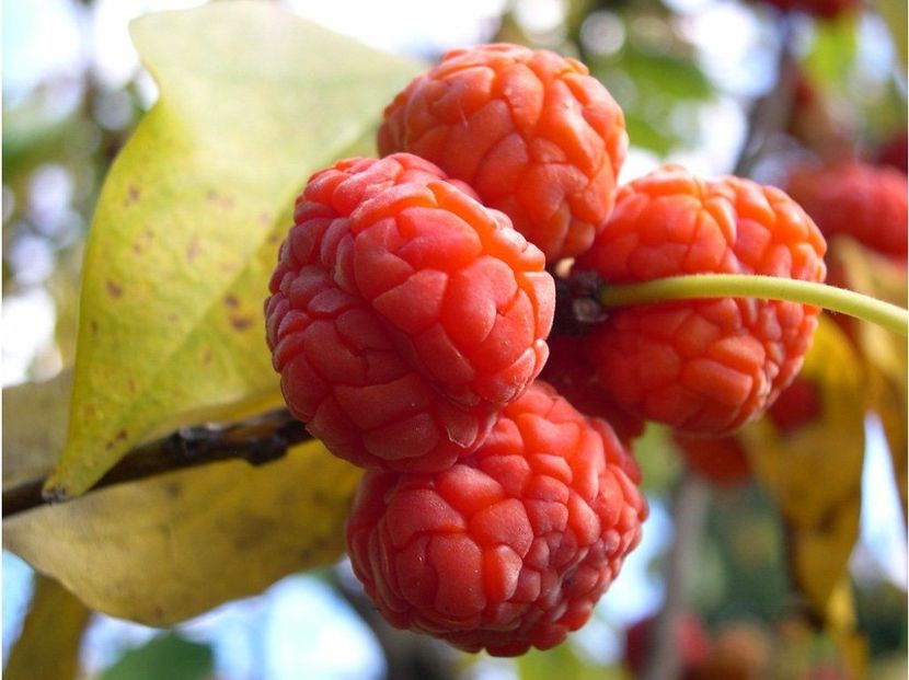 quadrania tricuspidata - aaPlante fructifere disponibile