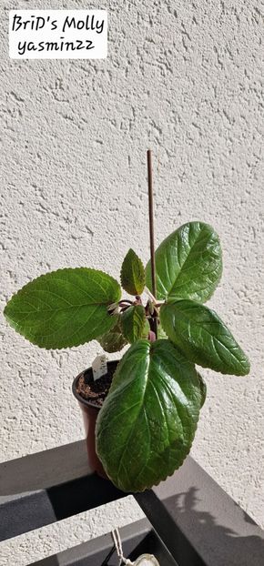 4.09.2025 - Sinningia BriDs Molly