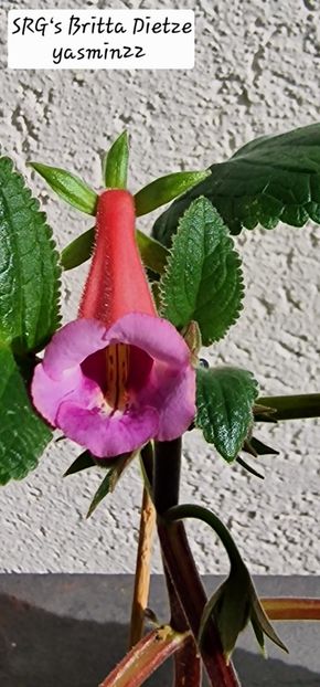 4.09.2025 - Sinningia 2o25