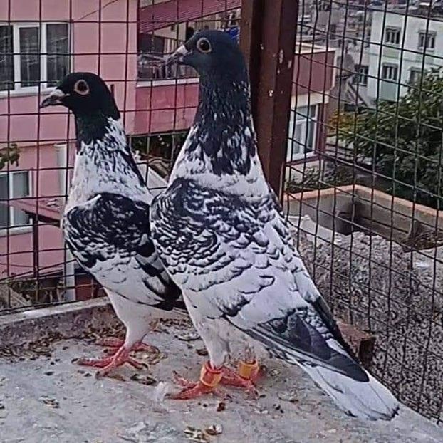  - Nu îmi aparțin 10