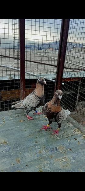  - Nu îmi aparțin 10