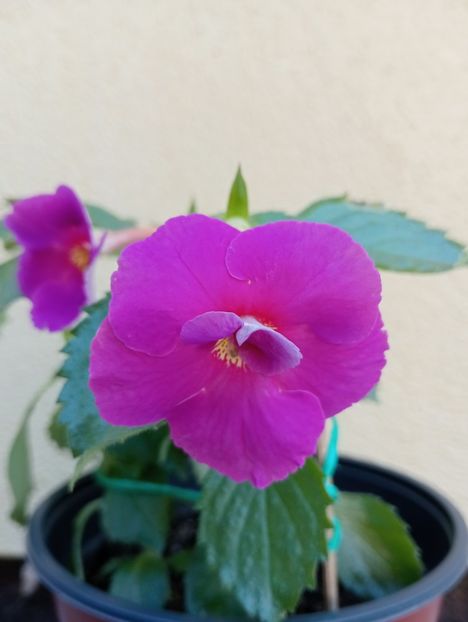  - BriDs Selva P Machado