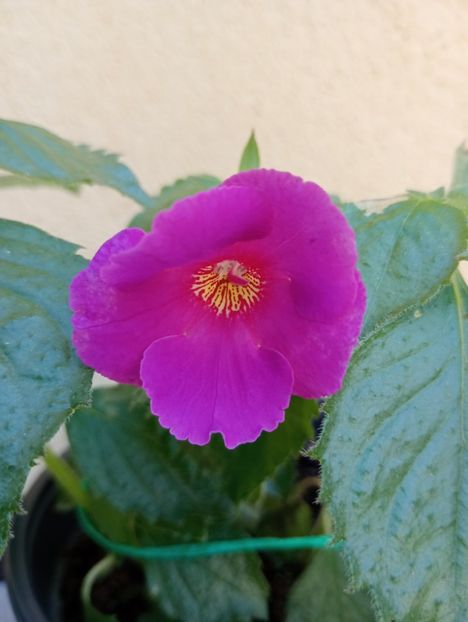  - BriDs Selva P Machado