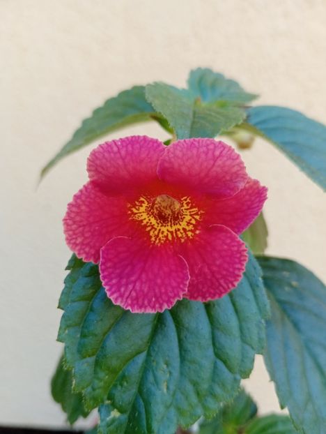 BriDs Kirsten Pfeiffer - - - - 2025