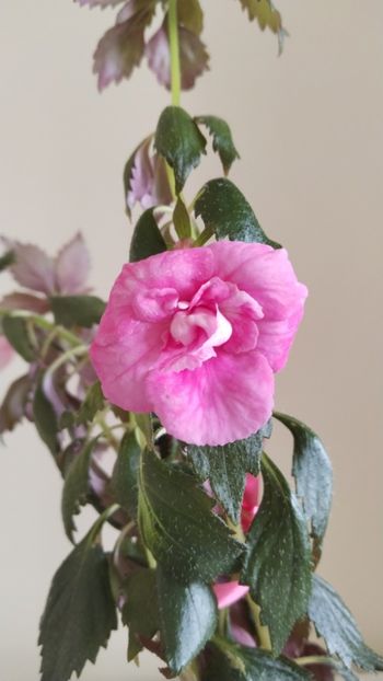  - 2025-BriD s Die Heyms-nu am rizomi