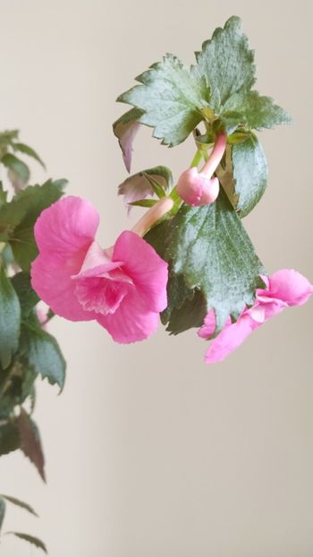  - 2025-BriD s Die Heyms-nu am rizomi