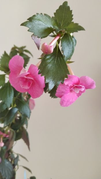  - 2025-BriD s Die Heyms-nu am rizomi