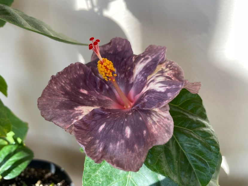  - NMMA Dracula s Fiancee