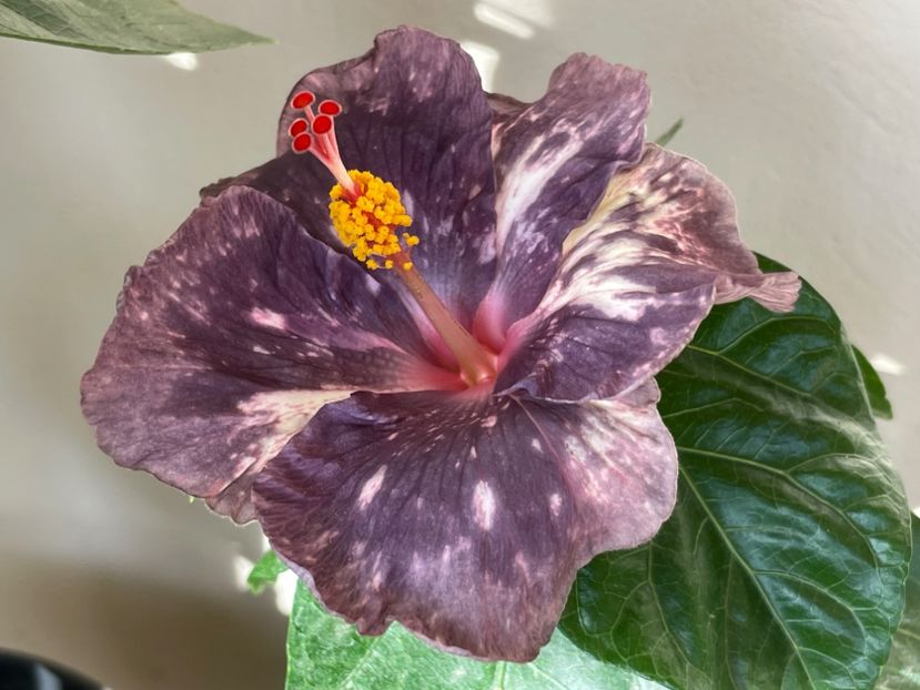  - NMMA Dracula s Fiancee