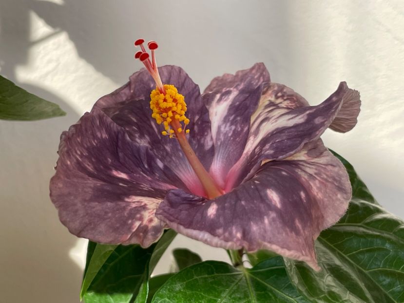  - NMMA Dracula s Fiancee