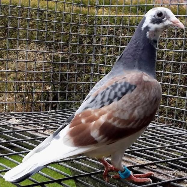  - Nu îmi aparțin 10