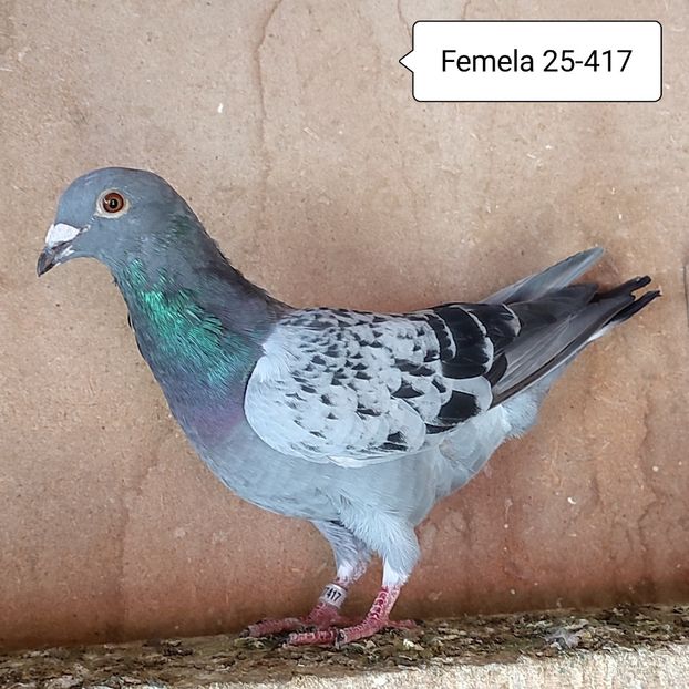 Femela 25-417 - Porumbei vanduti
