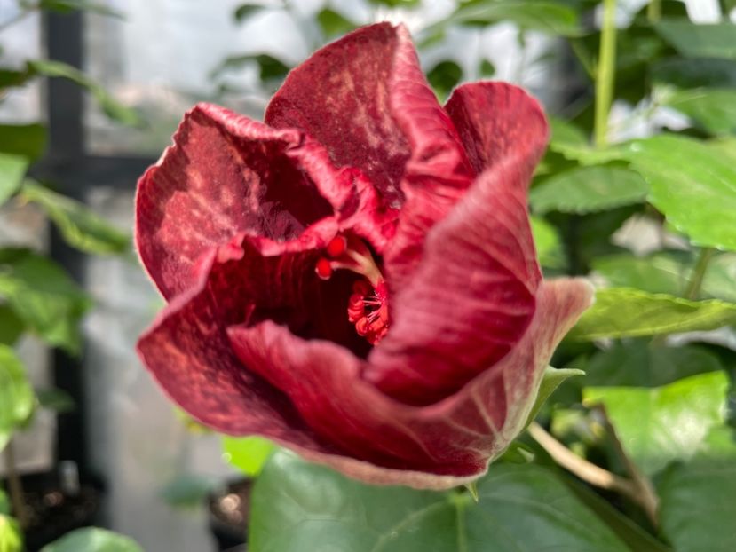  - Moorea Cardinal Pourpre