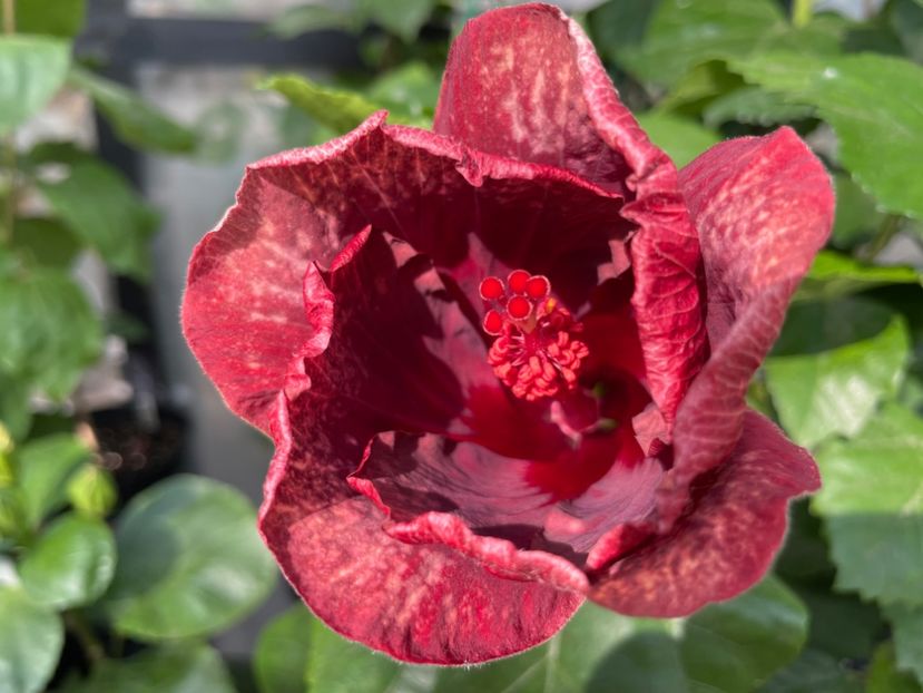  - Moorea Cardinal Pourpre