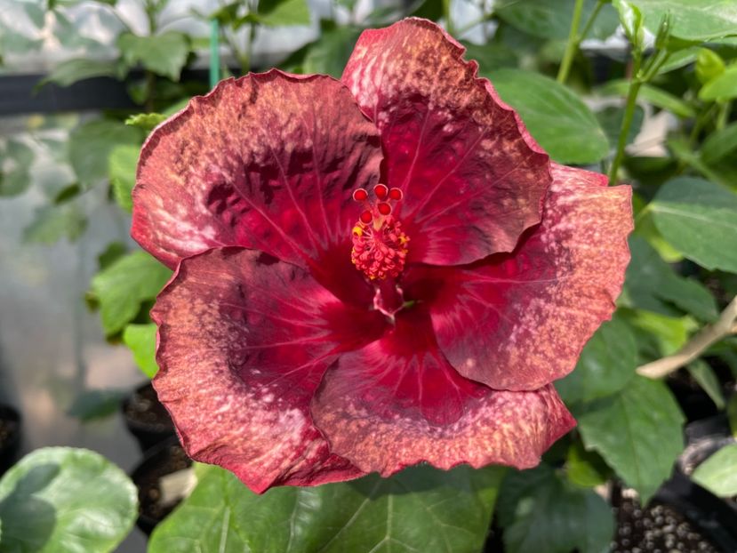  - Moorea Cardinal Pourpre