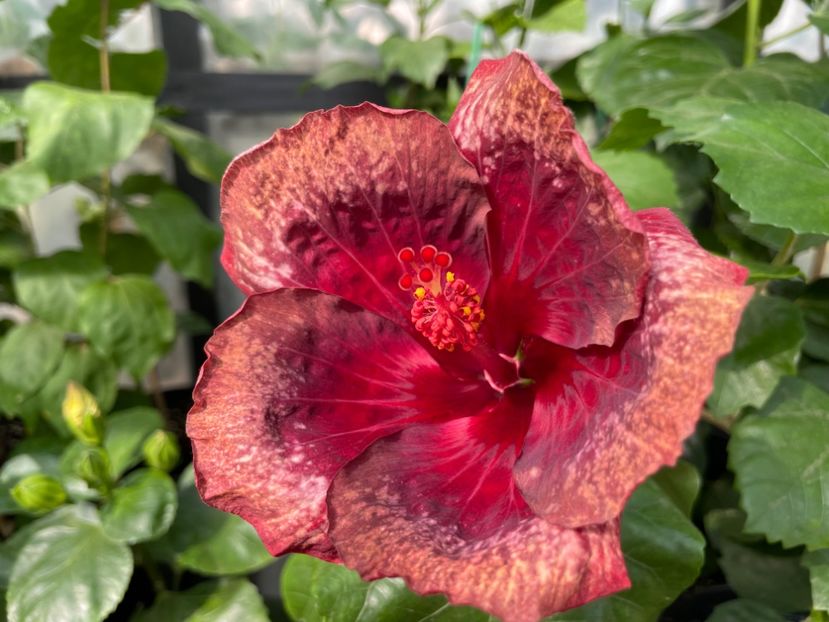  - Moorea Cardinal Pourpre