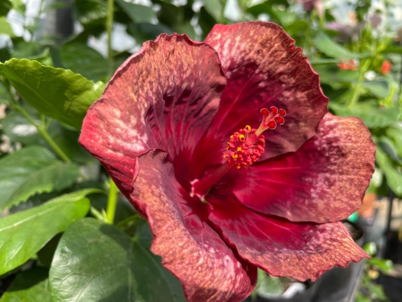  - Moorea Cardinal Pourpre