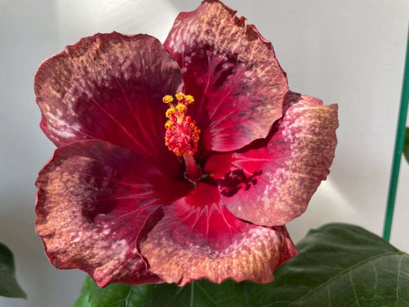  - Moorea Cardinal Pourpre