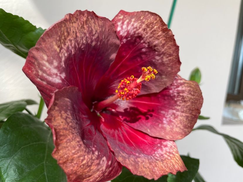  - Moorea Cardinal Pourpre