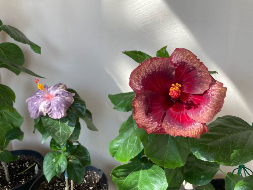  - Moorea Cardinal Pourpre