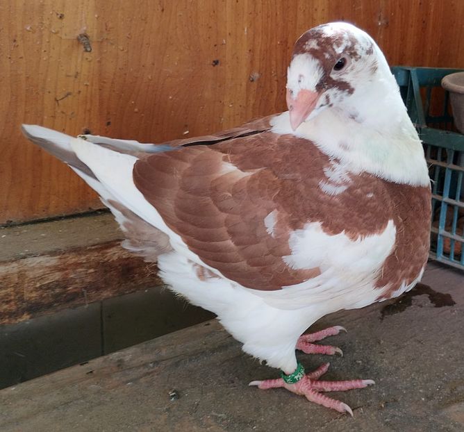 ?  2025 - AGH PENTRU 2026