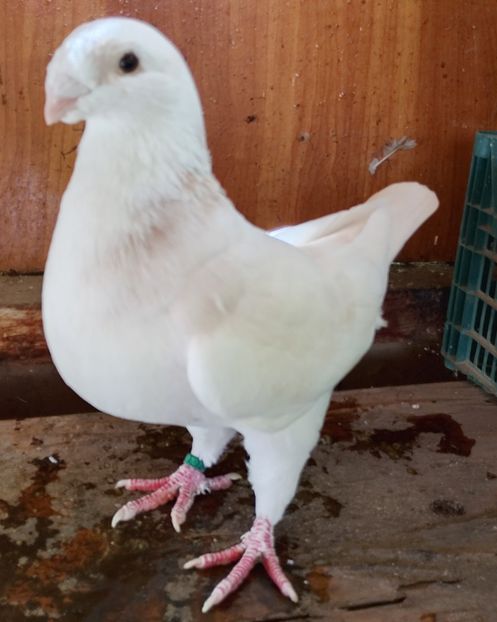 F 2025 - AGH PENTRU 2026