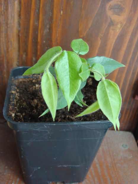 06.09.2025 - Myrciaria strigipes