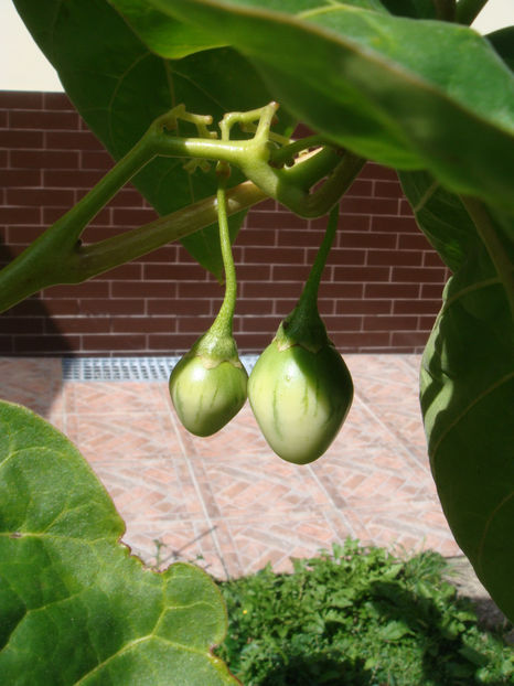 Primele fructe - Tamarillo sau arbore de tomate