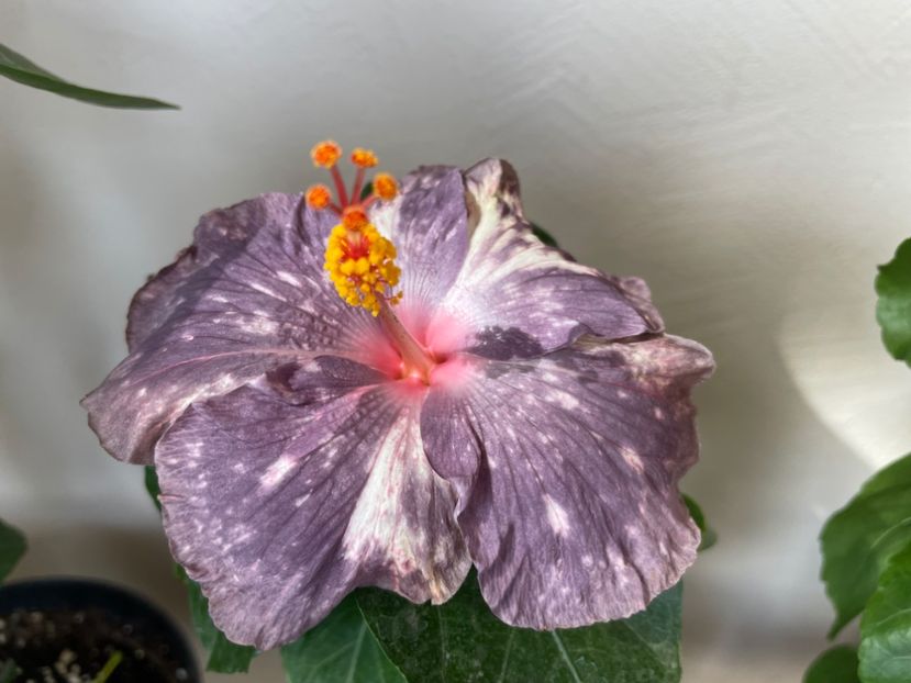  - NMMA Dracula s Fiancee