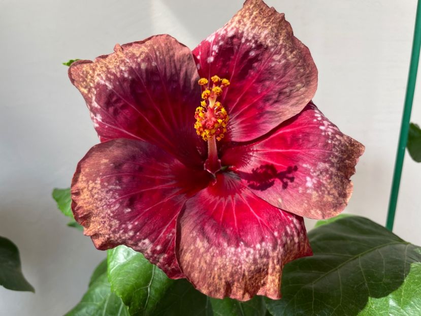  - Moorea Cardinal Pourpre