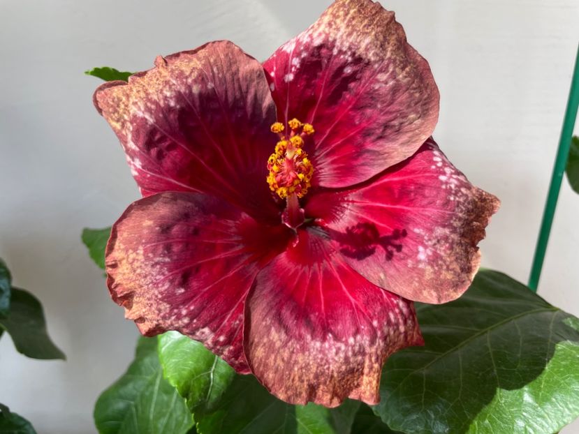  - Moorea Cardinal Pourpre