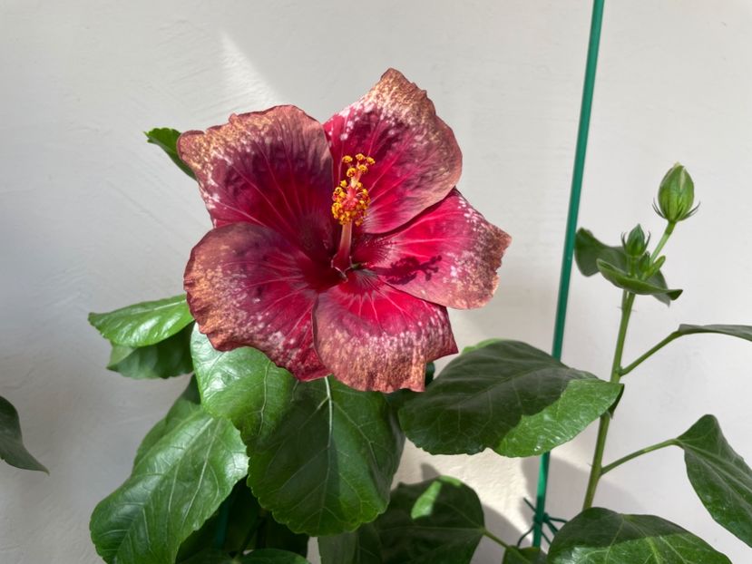 - Moorea Cardinal Pourpre