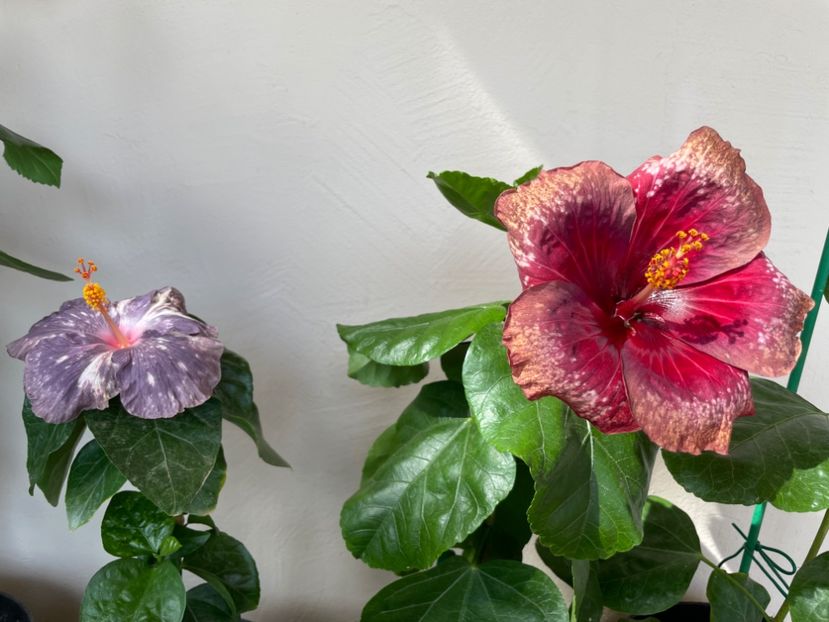  - Moorea Cardinal Pourpre