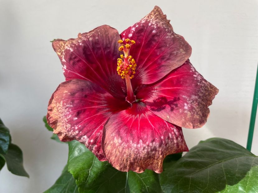  - Moorea Cardinal Pourpre