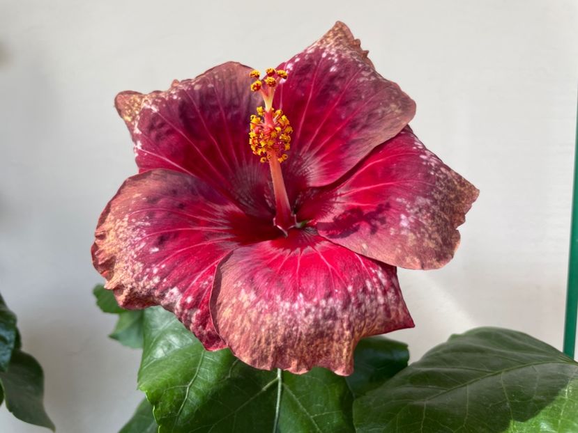  - Moorea Cardinal Pourpre