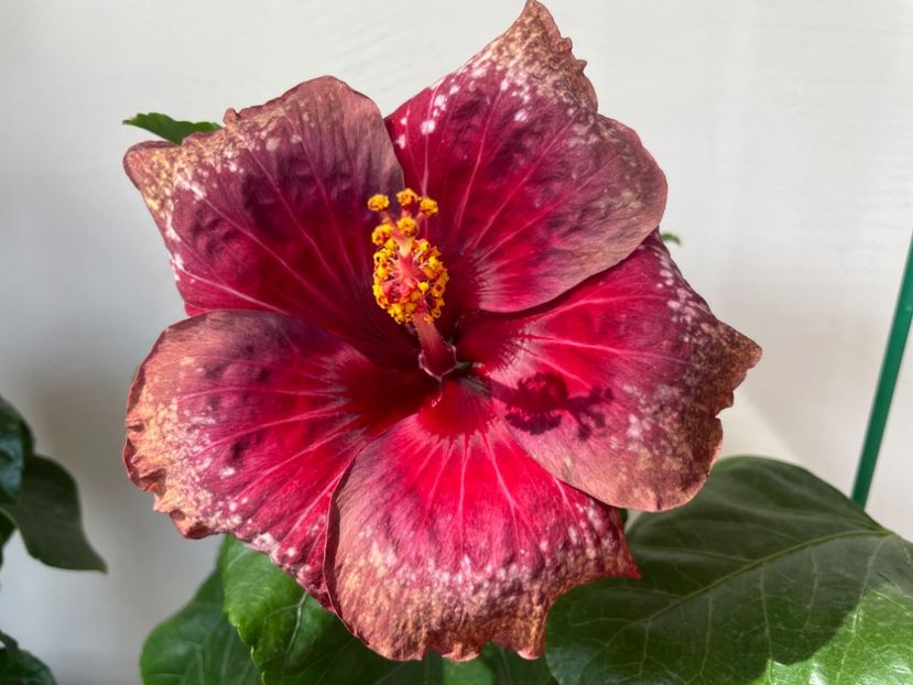  - Moorea Cardinal Pourpre