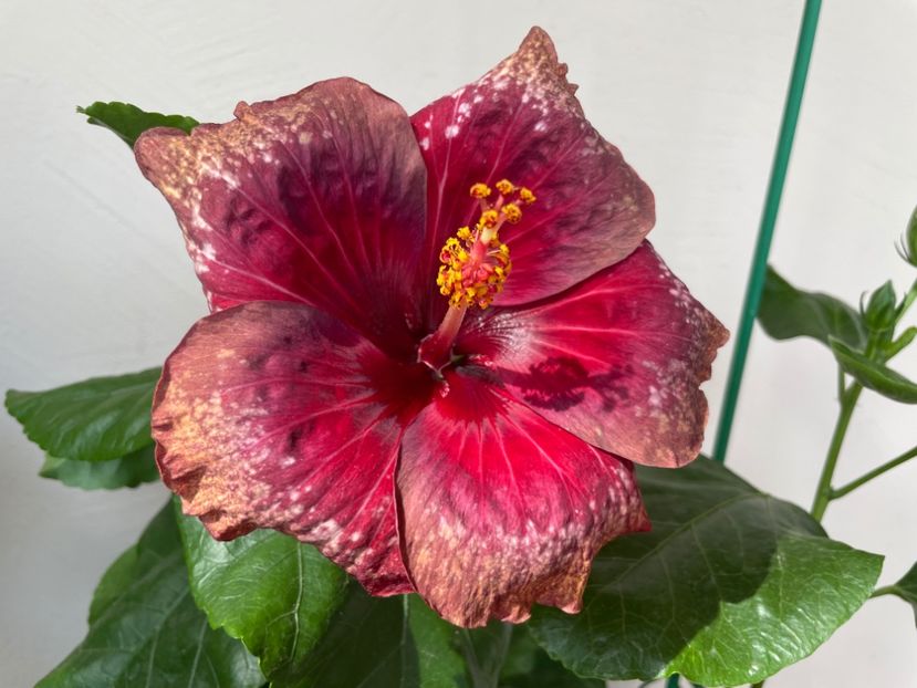  - Moorea Cardinal Pourpre