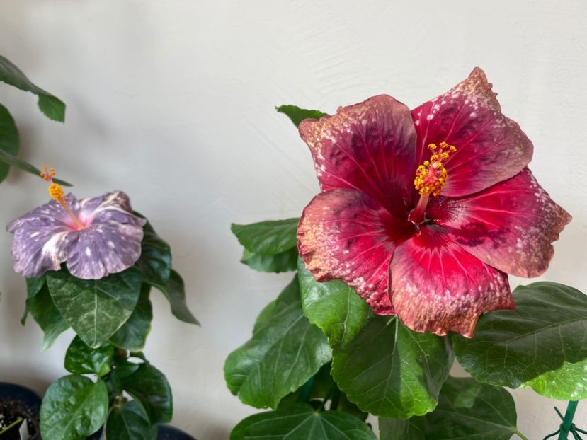  - Moorea Cardinal Pourpre