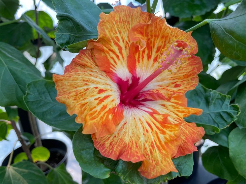  - 0006 - Hibiscusi 2025 - 2